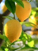 Как вырастить лимон из косточки?