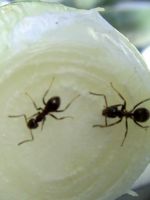 Как вывести муравьев из бани?
