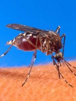 Как защитить ребенка от комаров?