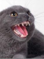 Когда у котов меняются зубы?
