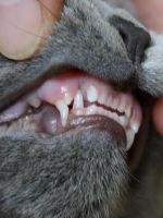 Меняются ли у кошек зубы?