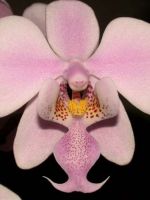 Орхидея - уход после цветения