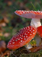 Отравление грибами - симптомы