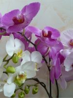 Почему у орхидеи вянут бутоны?