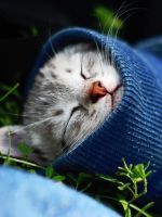 Простуда у кошек - симптомы 