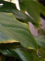 Спатифиллум - сохнут кончики листьев