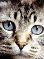Токсокароз у кошек