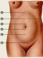 Высота дна матки при беременности