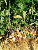 Земляной орех — выращивание