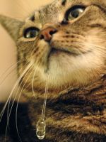 Слюнотечение у кошек – причины
